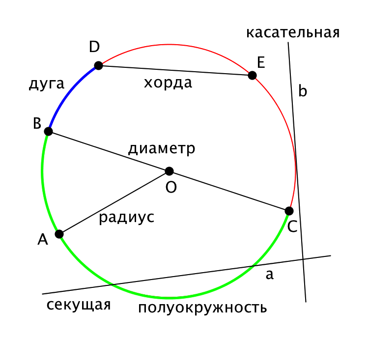 Окружность зависимость. Диаметр радиус хорда дуга. Окружность радиус хорда диаметр круг. Окружность радиус диаметр хорда дуга. Что такое центр радиус хорда и диаметр окружности.